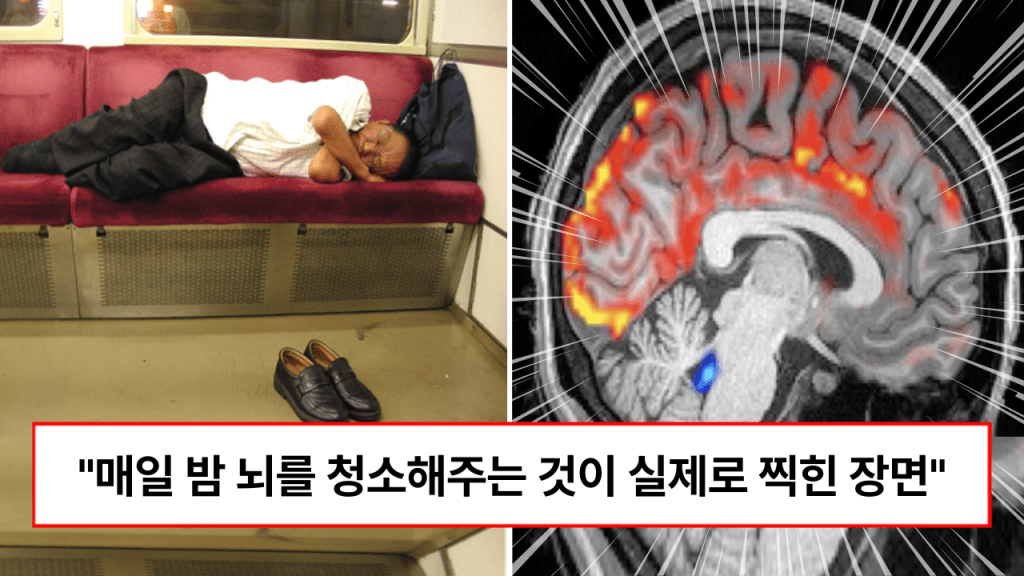 “잠과 뇌의 상관관계가 드디어 밝혀졌습니다” 아무도 몰랐던 자는 동안 뇌에서 일어나는 활동들